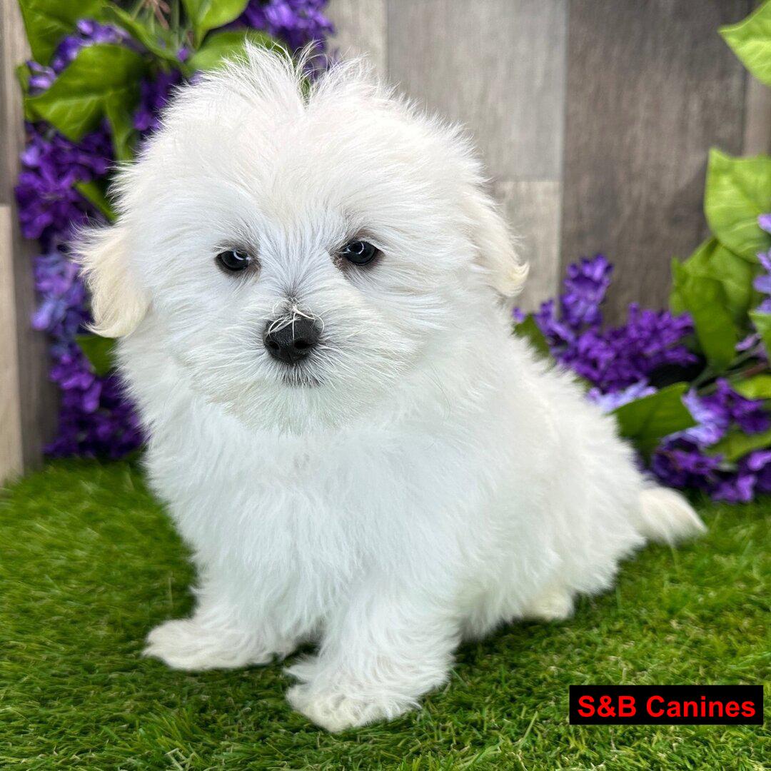 Puppy Image